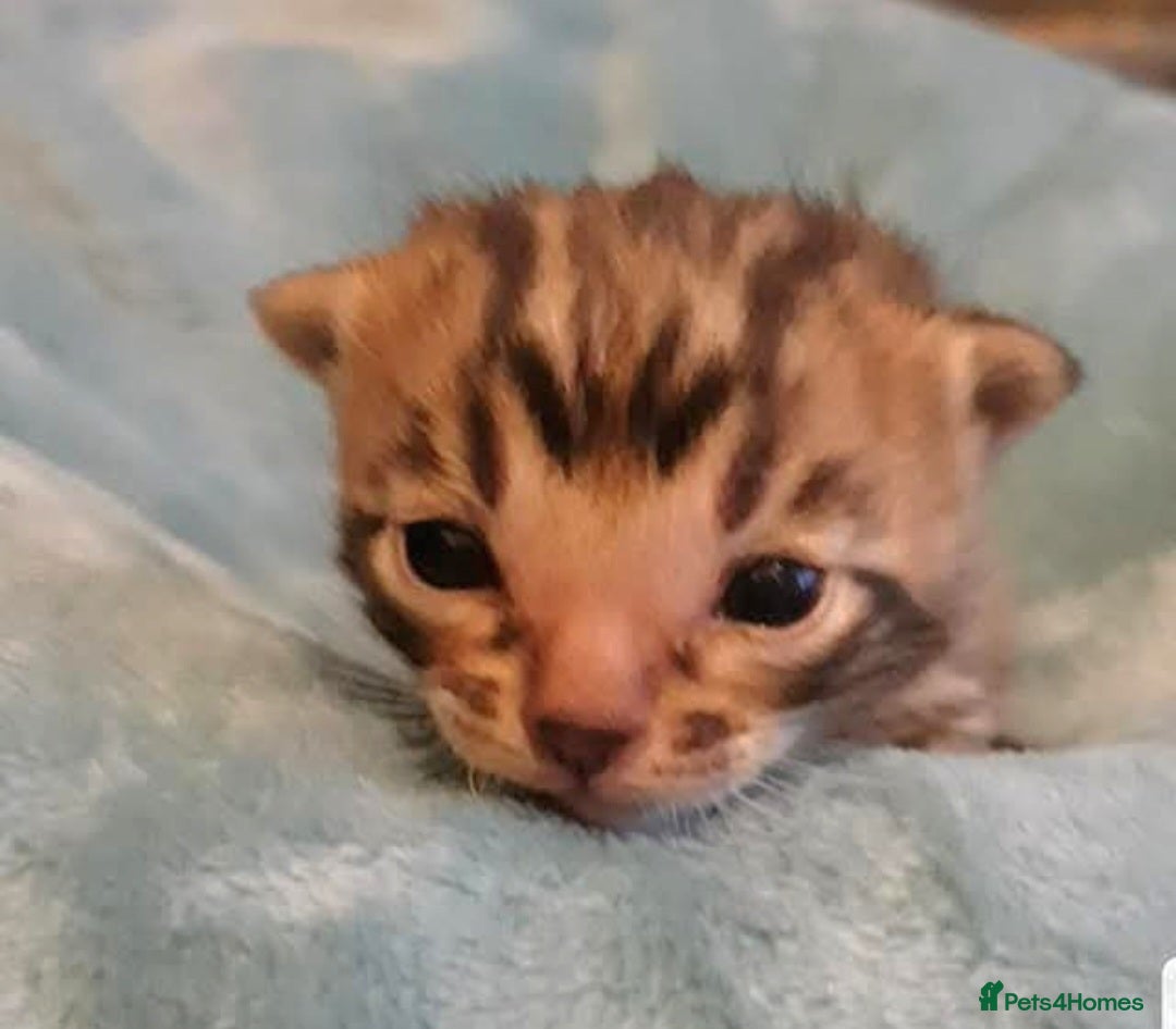 Bengal cats for sale: Bengal Kittens Tica Registered  - Image 2