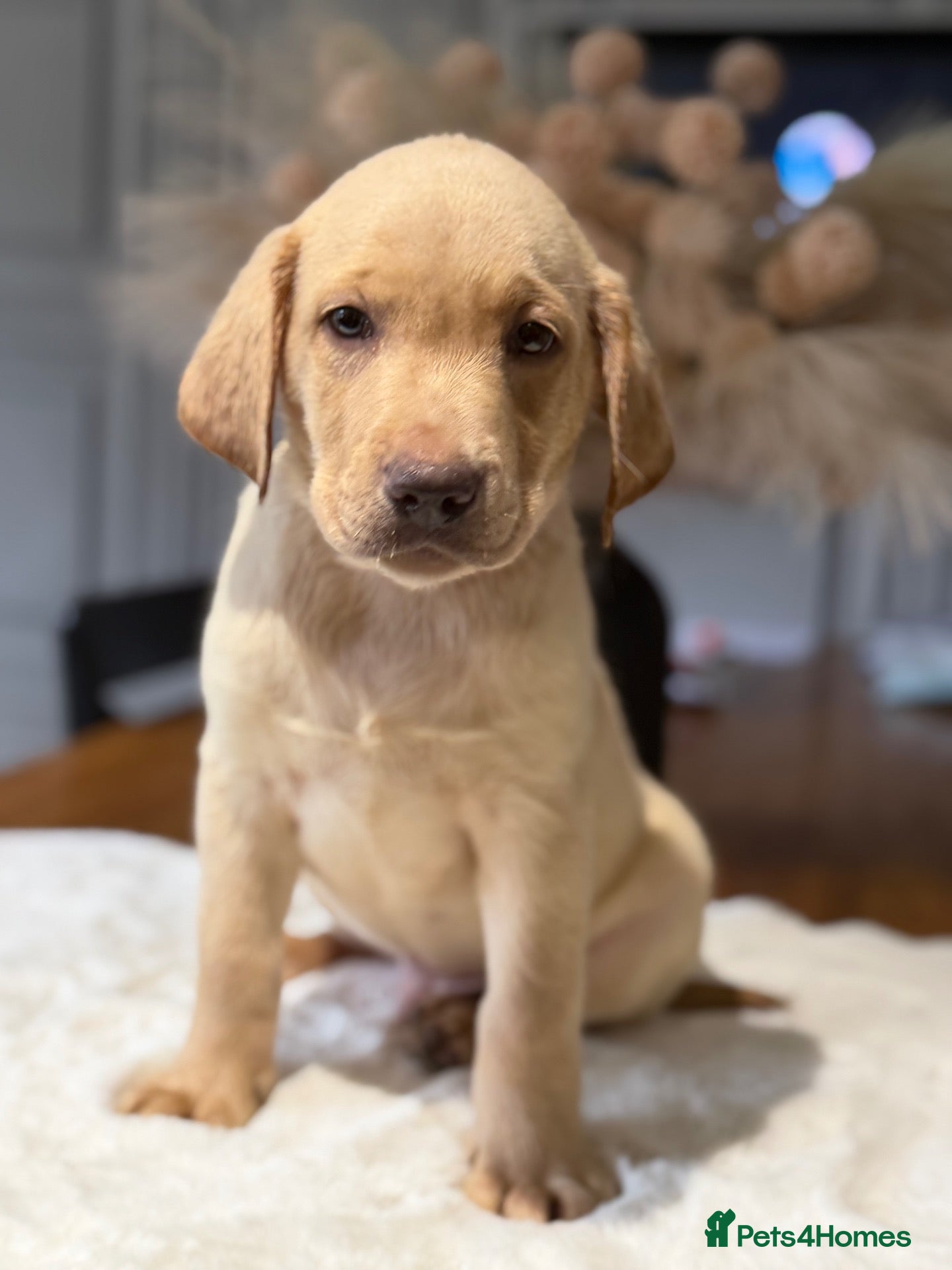 Labrador Retriever dogs Health tested yellow/champagne Labrador puppies - Advert 1