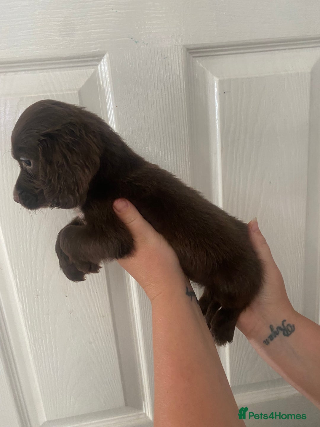 Cocker Spaniel dogs for sale: Merl cocker spaniel puppies  - Image 39