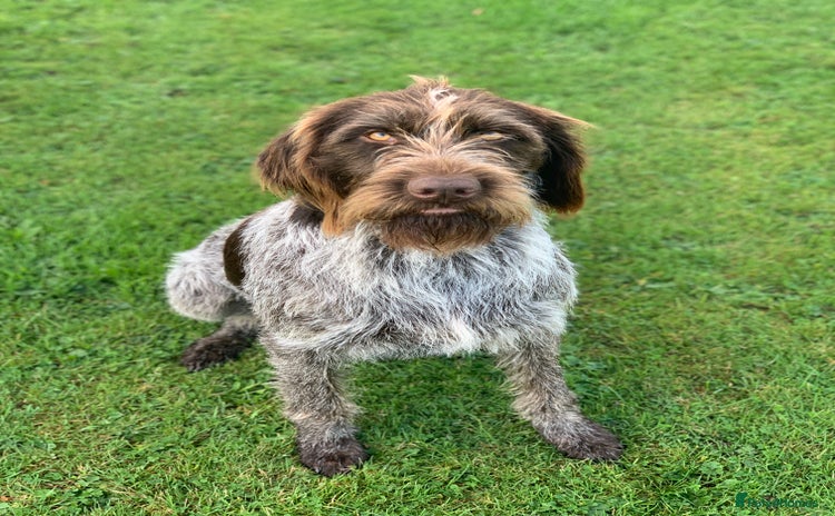 Mixed Breed dogs German ShepherdxGerman Wire-Haired Pointer puppies - Advert 1