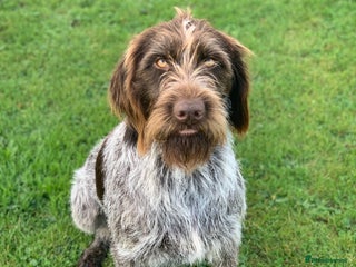 Mixed Breed dogs for sale: German ShepherdxGerman Wire-Haired Pointer puppies - Advert 1