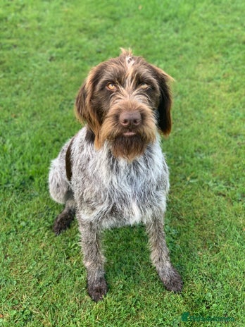 Mixed Breed dogs German ShepherdxGerman Wire-Haired Pointer puppies - Advert 1