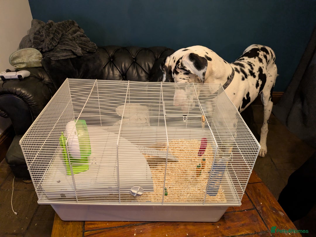 Hamster rodents for sale: Two gorgeous friendly male dwarf hamsters - Advert 3