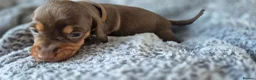 Miniature Dachshund dogs for sale: Litter of 5 beautiful boys - Advert 15