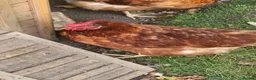 Chickens poultry for sale: 3 Warren Chickens - Advert 4