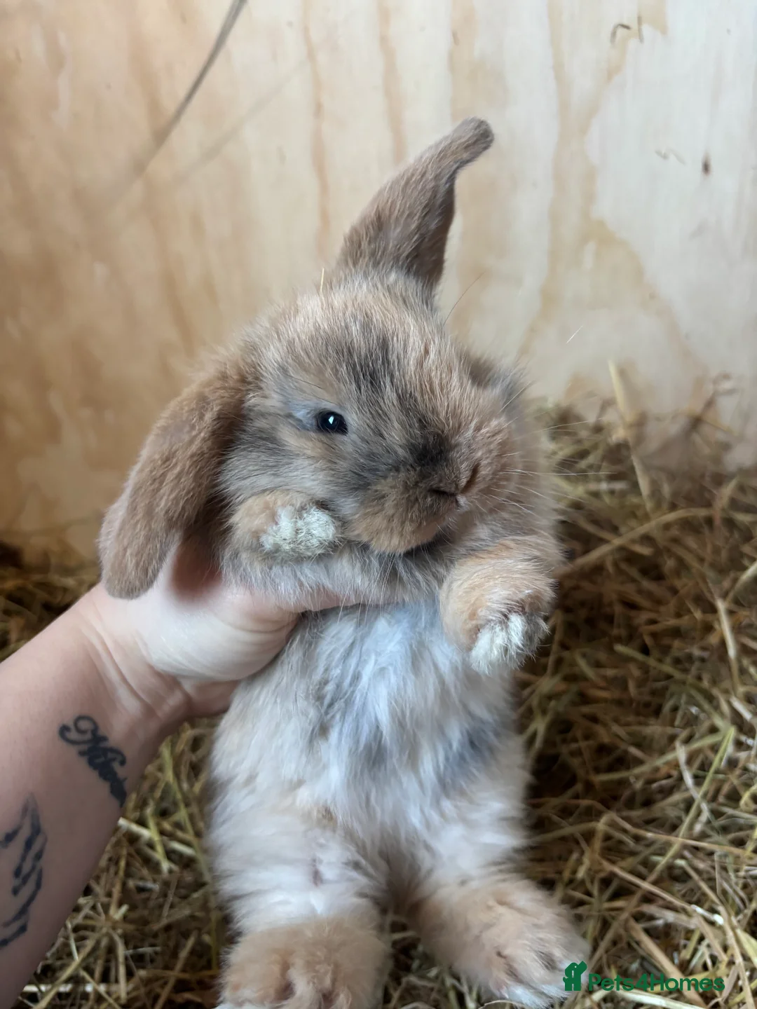 Mini Lop rabbits for sale: 🐰Adorable Mini Lops Kits🐰 - Advert 10