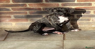 Mixed Breed dogs - Advert 6