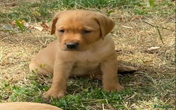 Labrador Retriever dogs for sale: Gorgeous Labrador puppies for sale - Image 7