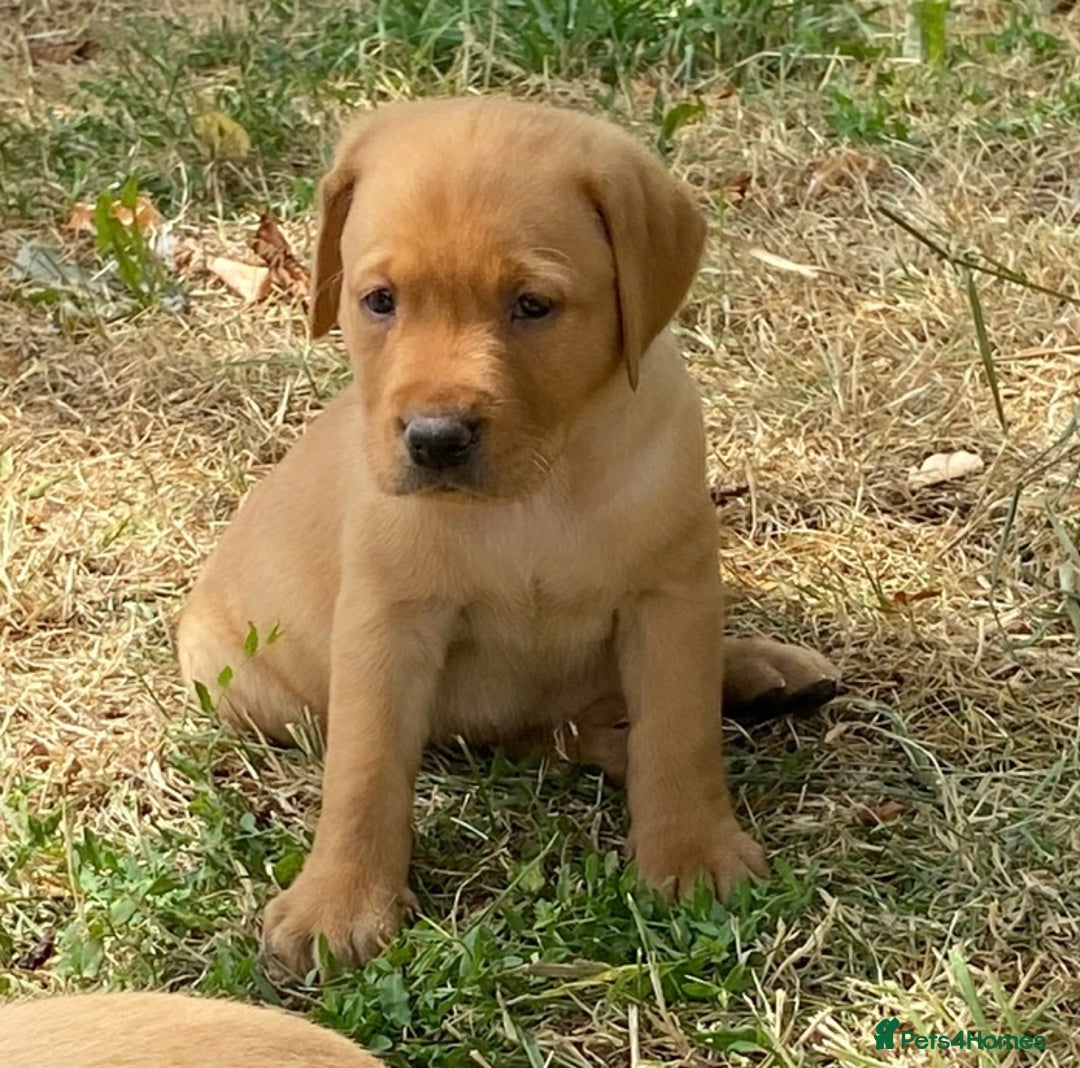 Labrador Retriever dogs for sale: Gorgeous Labrador puppies for sale - Image 7