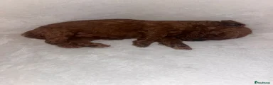 Cavapoo 7
