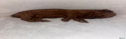 Cavapoo dogs for sale: Beautiful deep red Cavapoo puppies  - Advert 14