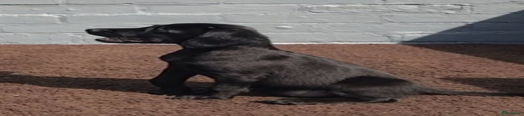 Cockerdor Puppy 2