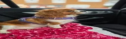 Cavalier King Charles Spaniel dogs for sale: Beautiful Cavalier King Charles Spaniel    - Advert 1