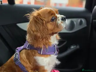 Cavalier King Charles Spaniel dogs Beautiful Cavalier King Charles Spaniel - Advert 1