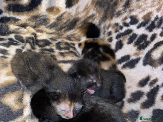 British Shorthair cats 4 kittens available 🐱🤍 in Holt - Advert 1