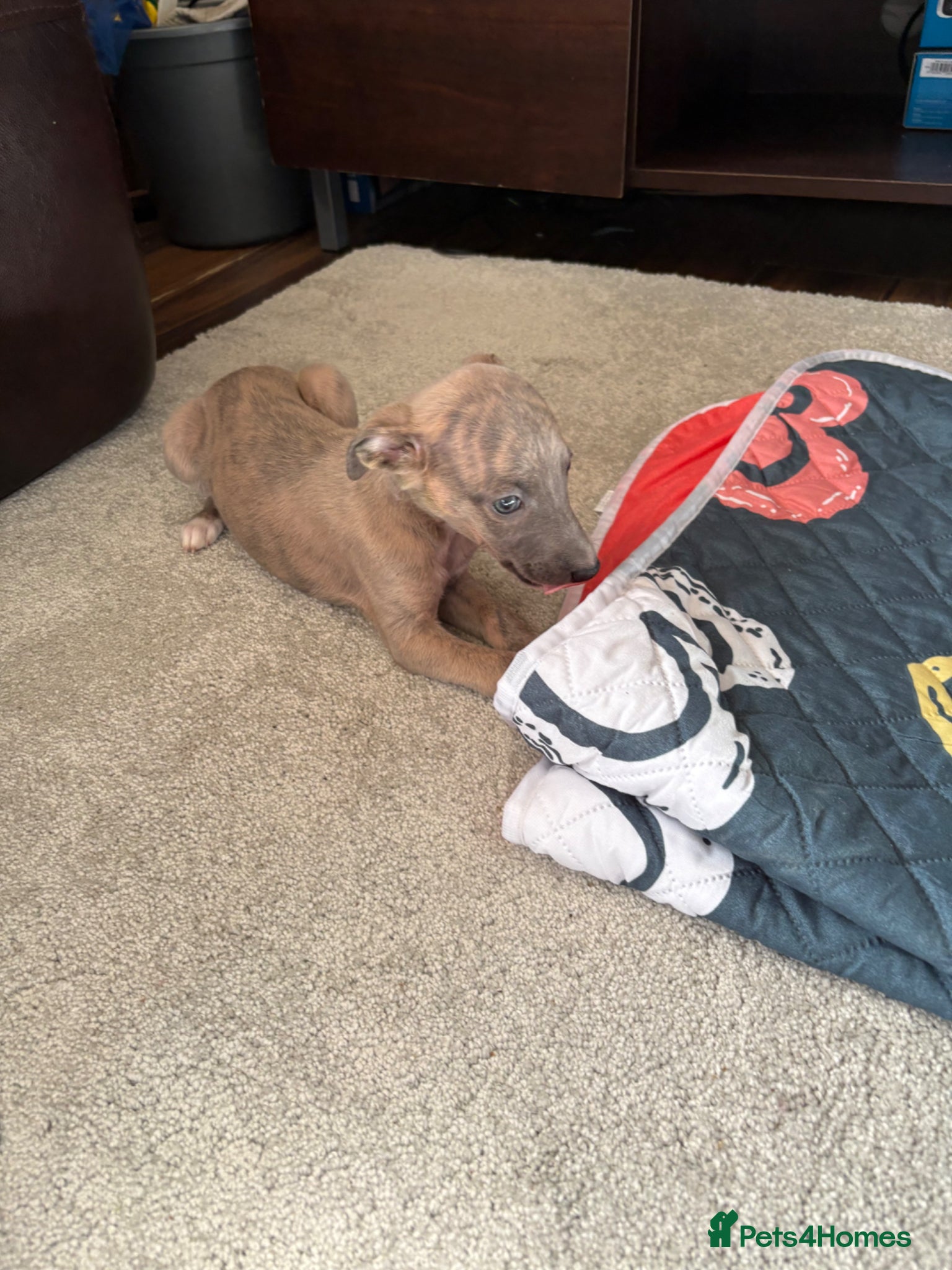 Whippet dogs KC reg Whippet pups for loving homes  - Advert 18