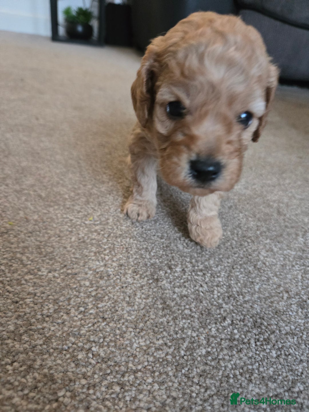 Cockapoo dogs for sale: 6 male Cockapoo puppies. Ready 13th Jan.  - Advert 22