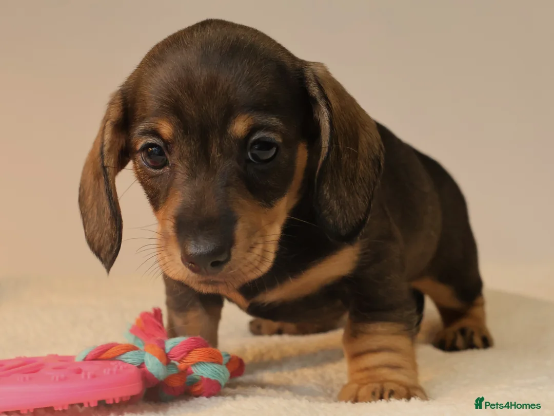 Miniature Dachshund dogs for sale: 5*Licensed+KC+PRAclear+VETchecked+Chocolate&Cream - Advert 12