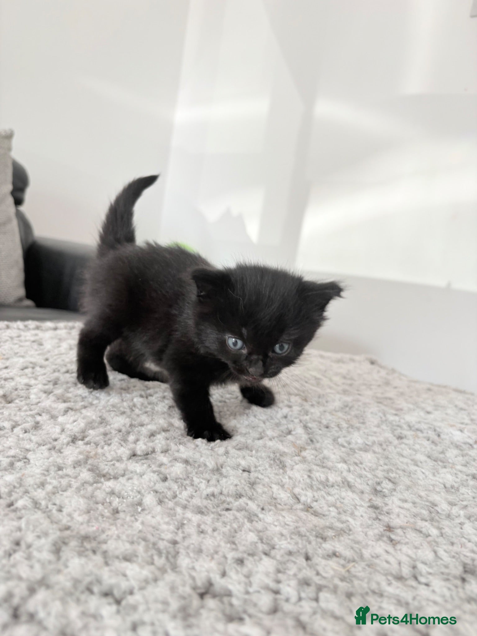 Mixed Breed cats 5 beautiful black fluffy kittens for sale  - Advert 2
