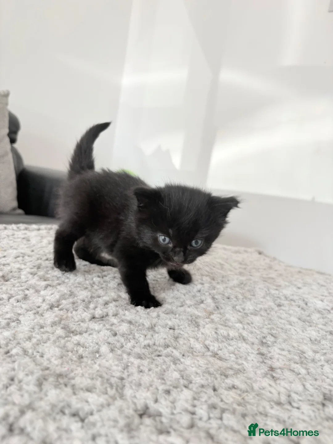 Mixed Breed cats for sale: 5 beautiful black fluffy kittens for sale  in Reading - Advert 2