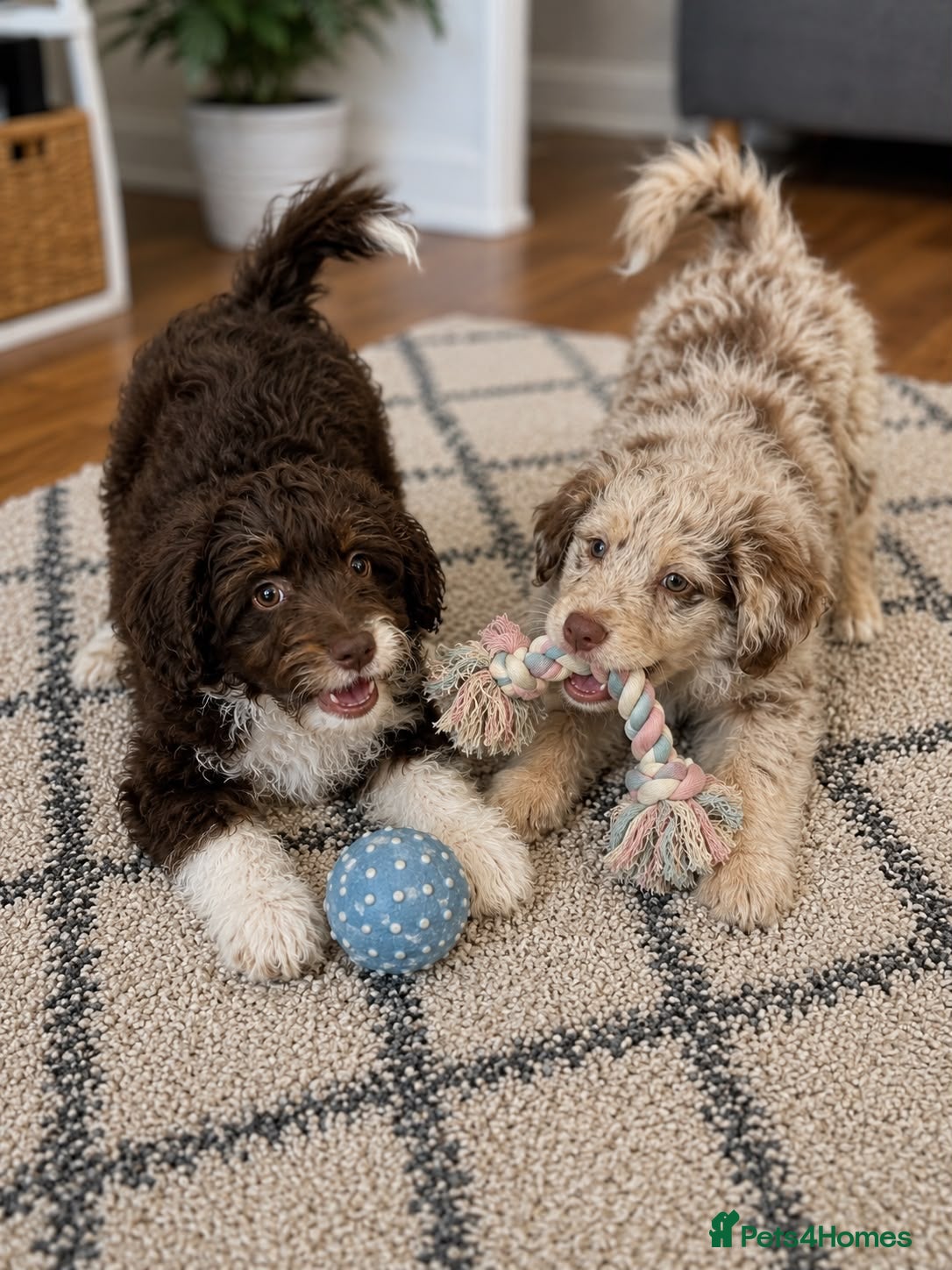 Aussiedoodle dogs 🐾 NOW 2 AVAILABLE  🐾  - Advert 1