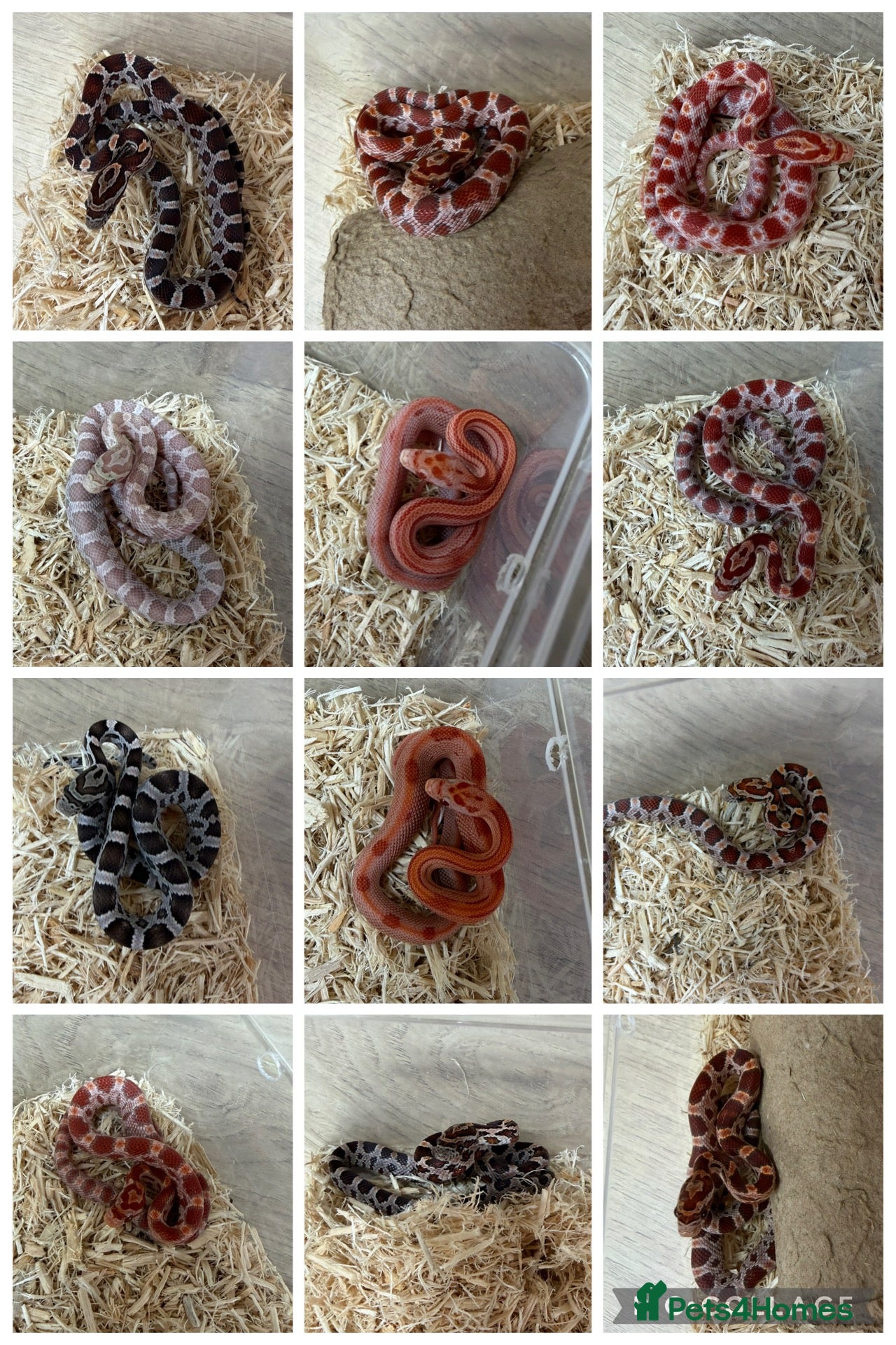 Corn Snake reptiles Various Morphed Cornsnake babies - Advert 4
