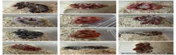 Corn Snake reptiles for sale: Various Morphed Cornsnake babies - Advert 3