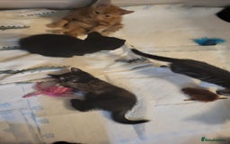 Mixed Breed cats for sale: Kittens Ready Now - Image 13