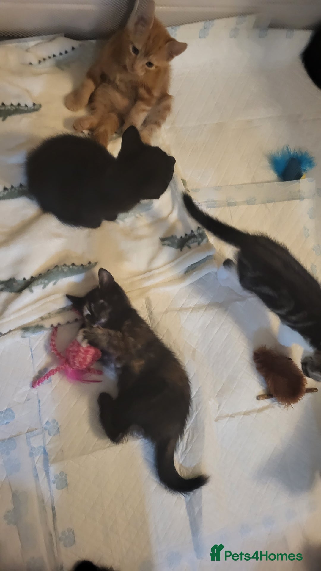 Mixed Breed cats for sale: Kittens Ready Now - Image 13