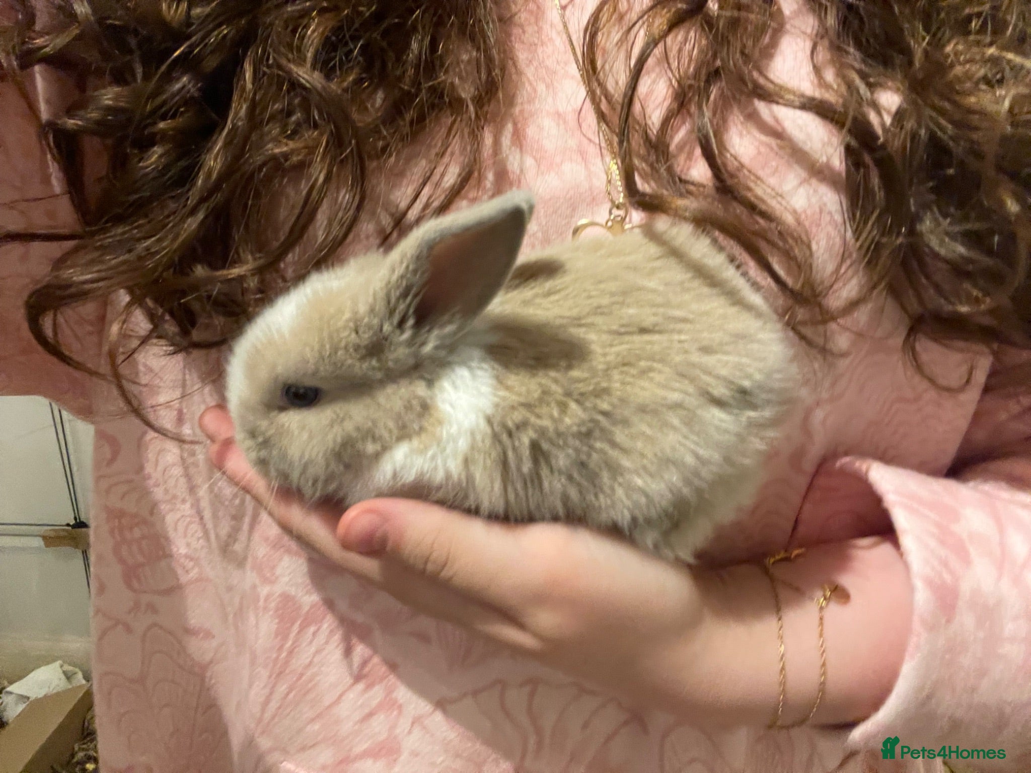 Mini Lop rabbits Mini lop bunnies x3 - Advert 1