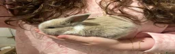 Mini Lop rabbits for sale: Mini lop bunnies x3 - Advert 1