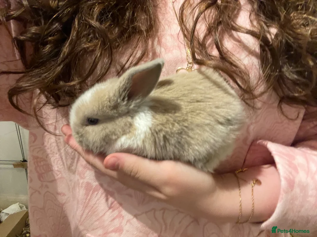 Mini Lop rabbits for sale: Mini lop bunnies x3 - Advert 1