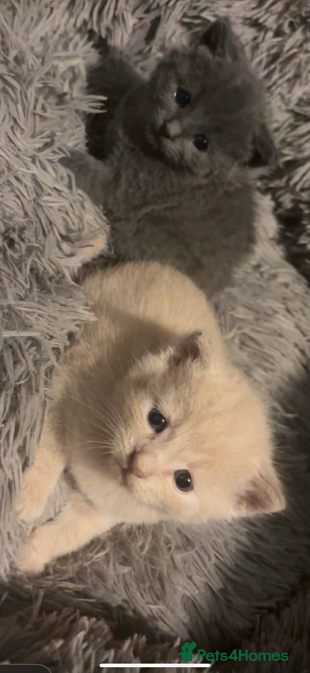British Shorthair cats for sale: Cross British shorthair MALE ONLY ready!!!❌❌❌❌ - Image 1