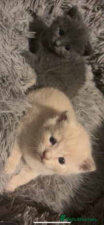 British Shorthair cats - Advert 14