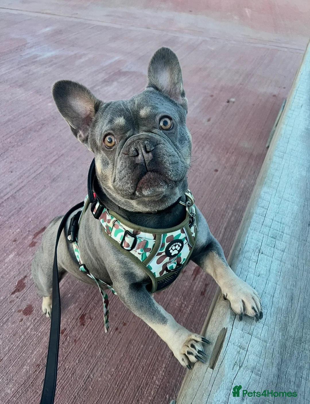 French Bulldog dogs for sale: French bulldog  - Advert 2