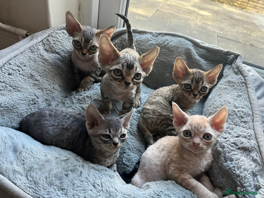Devon Rex cats for sale: Devon Rex Kittens-Indoor Raised & Social - Advert 1