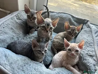 Devon Rex cats Devon Rex Kittens-Indoor Raised & Social - Advert 2