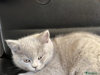 Scottish Fold cats Lovely Scottish blue fold kittens - Advert 1