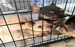 French Bulldog dogs for sale: White French bulldogs puppies  - Image 4