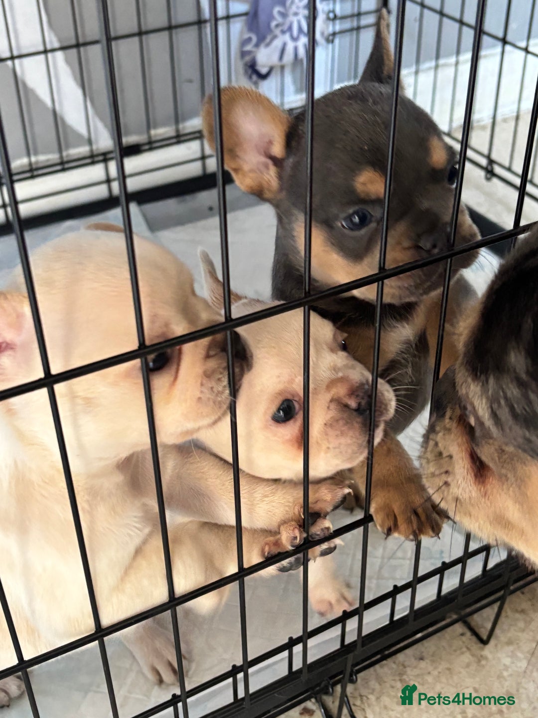 French Bulldog dogs for sale: White French bulldogs puppies  - Image 4
