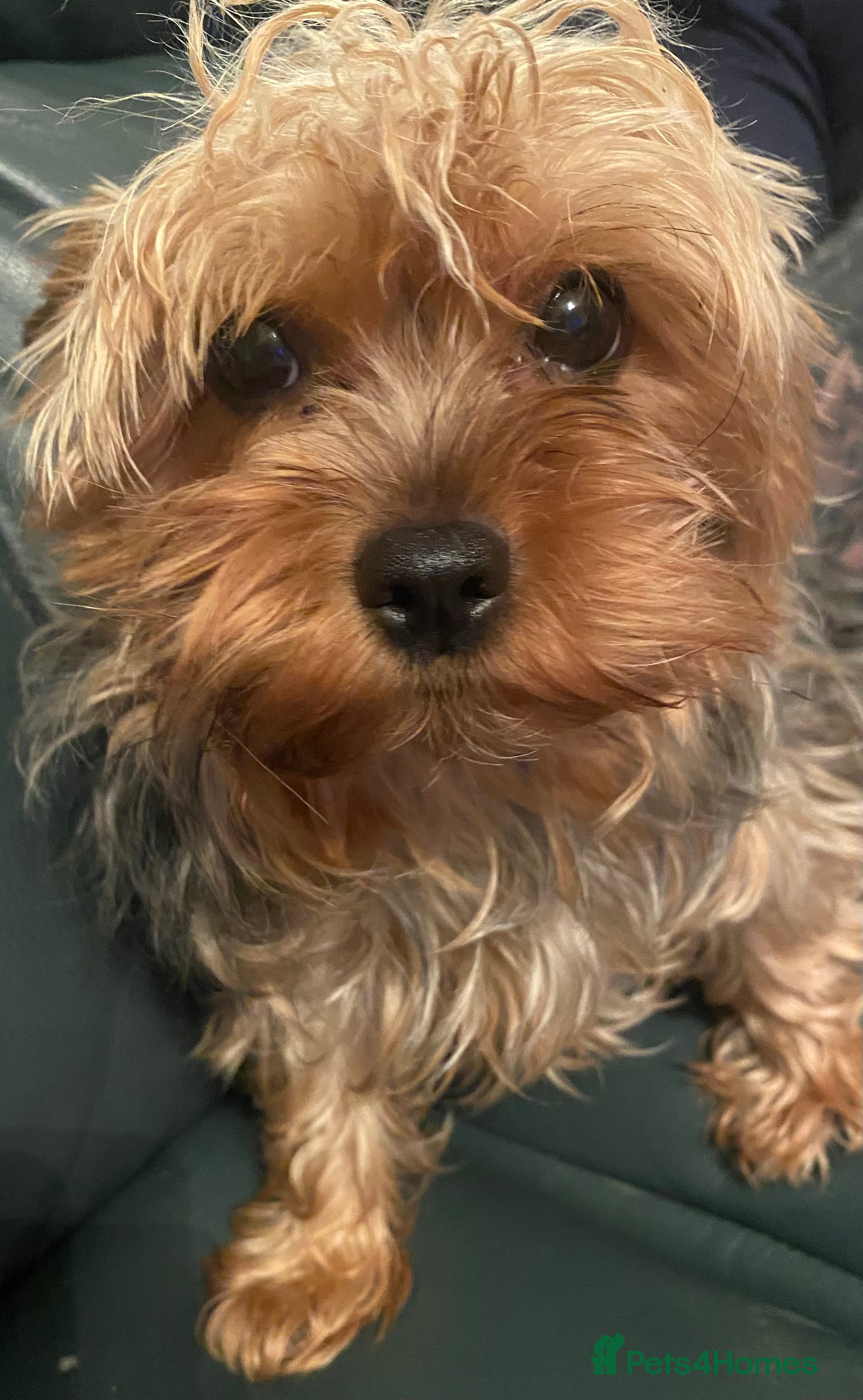 Yorkshire Terrier dogs Yorkshire Terrier puppies - Advert 14