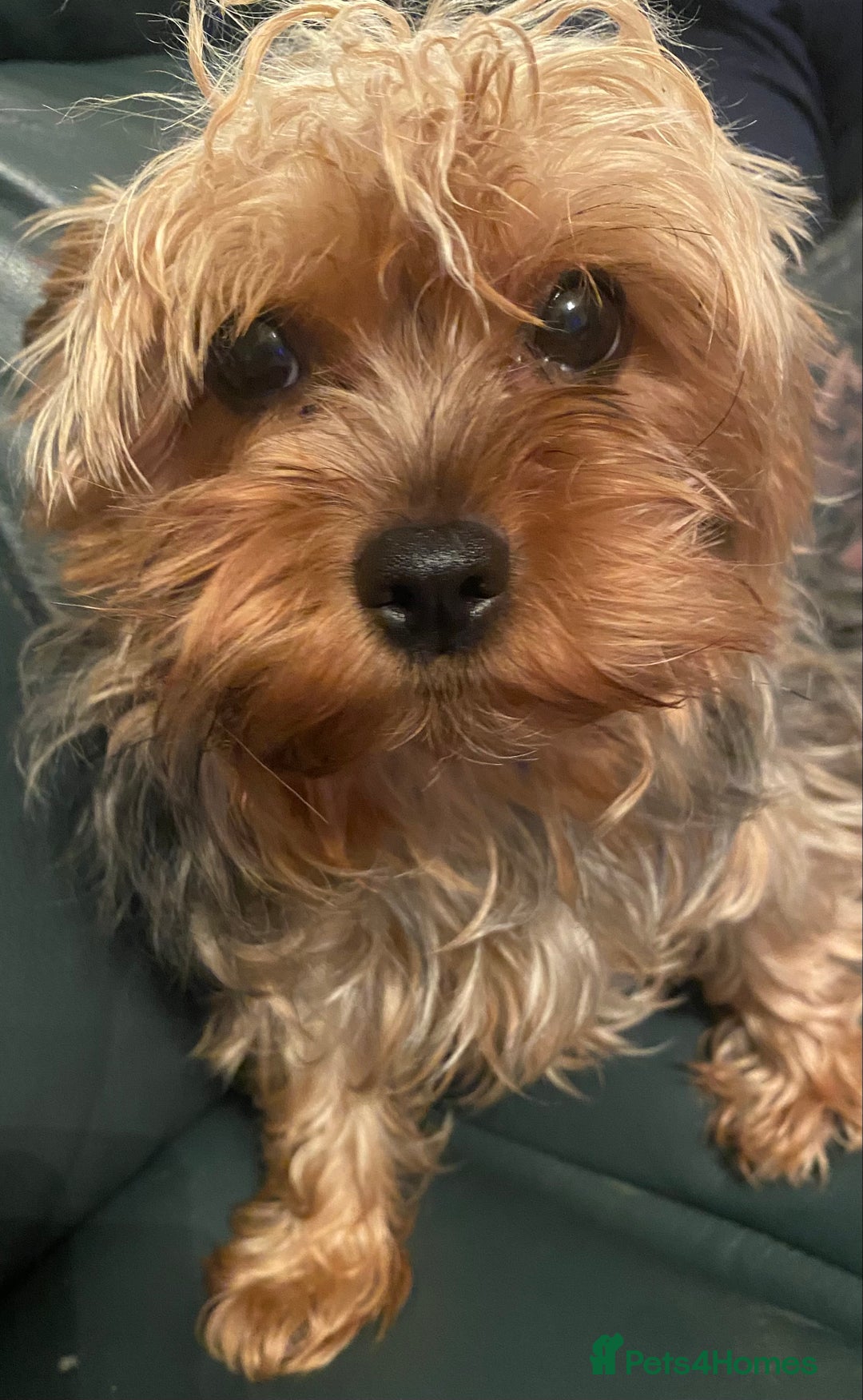 Yorkshire Terrier dogs for sale: Yorkshire Terrier puppies - Advert 1