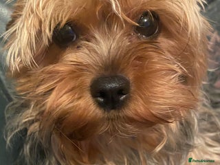 Yorkshire Terrier dogs Yorkshire Terrier puppies - Advert 1