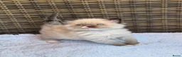 Ragdoll cats for sale: GCCF Registered Ragdoll Kittens  - Advert 5