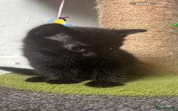 Mixed Breed cats for sale: Two female kittens for forever homes  - Image 2