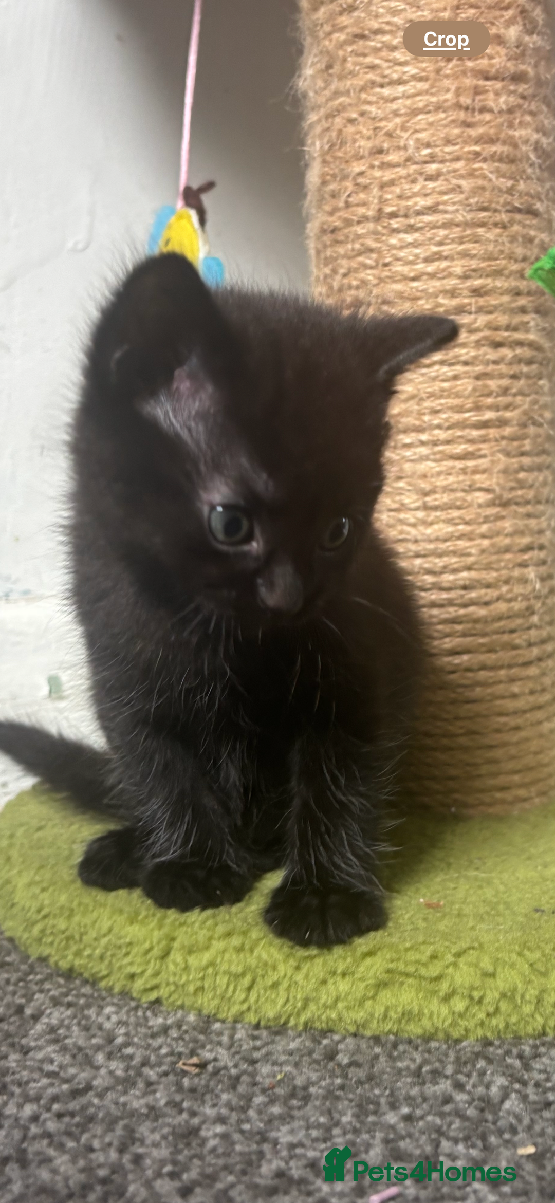 Mixed Breed cats for sale: Two female kittens for forever homes  - Image 2