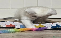British Shorthair cats for sale: British Shorthair Kittens. Stunning 🩶 Silver - Image 8