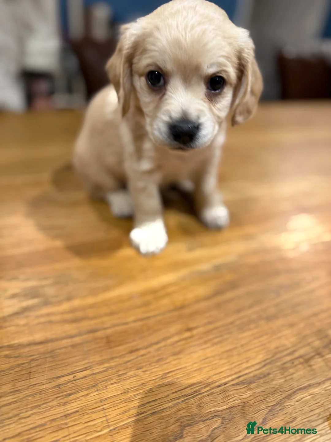 Mixed Breed dogs for sale: Chi-spaniels  - Advert 4