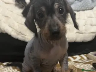 Mixed Breed dogs Chinese crested x miniature dachshund - Advert 3