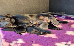 Staffordshire Bull Terrier dogs for sale: Quality Black to blue Staffordshire bull terrier - Image 22